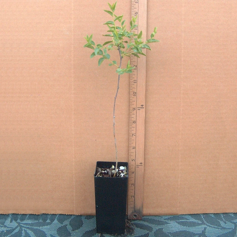 Sour Jujube Rootstock – 1 Live Small Tree in Pot | Strong Rootstock for Grafting Fruit Varieties | Hardy Ziziphus Plant