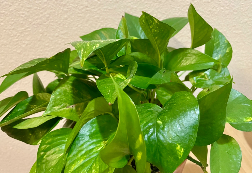 Green Pothos Cuttings – Set of 3 Unrooted Pieces – Epipremnum aureum Houseplant Starter
