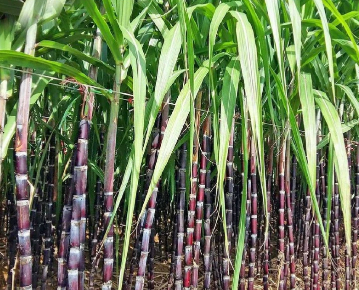 Purple Sugarcane Cuttings – 10 Pack Saccharum officinarum, 18" Stalk Pieces with 3–4 Nodes Each for Planting & Growing