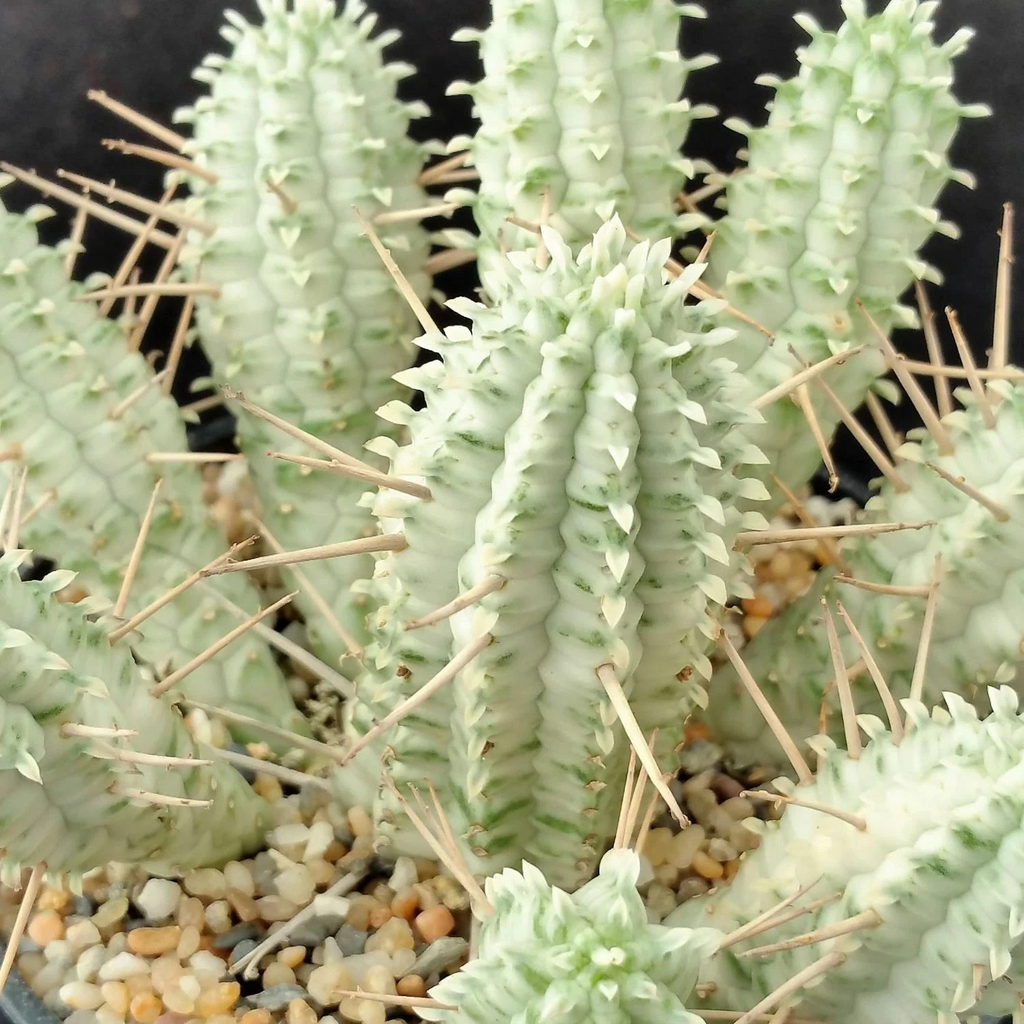 2 Euphorbia Mammillaris Variegata Cuttings – White Ghost Form – 2 Inch Unrooted Succulent Cactus Cuttings