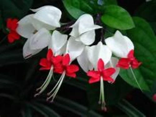 Bleeding Heart Vine – Rooted Clerodendrum thomsoniae Starter Plant with White & Red Blooms, Live Tropical Flowering Plant