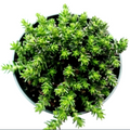 Sedum Sexangulare Succulent Live Plant – 4 Inch Potted Stonecrop Starter