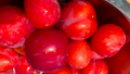 4 Japanese Red Plum Tree Cuttings – Fresh Unrooted Stems for Propagation – Edible Fruit Landscaping Variety