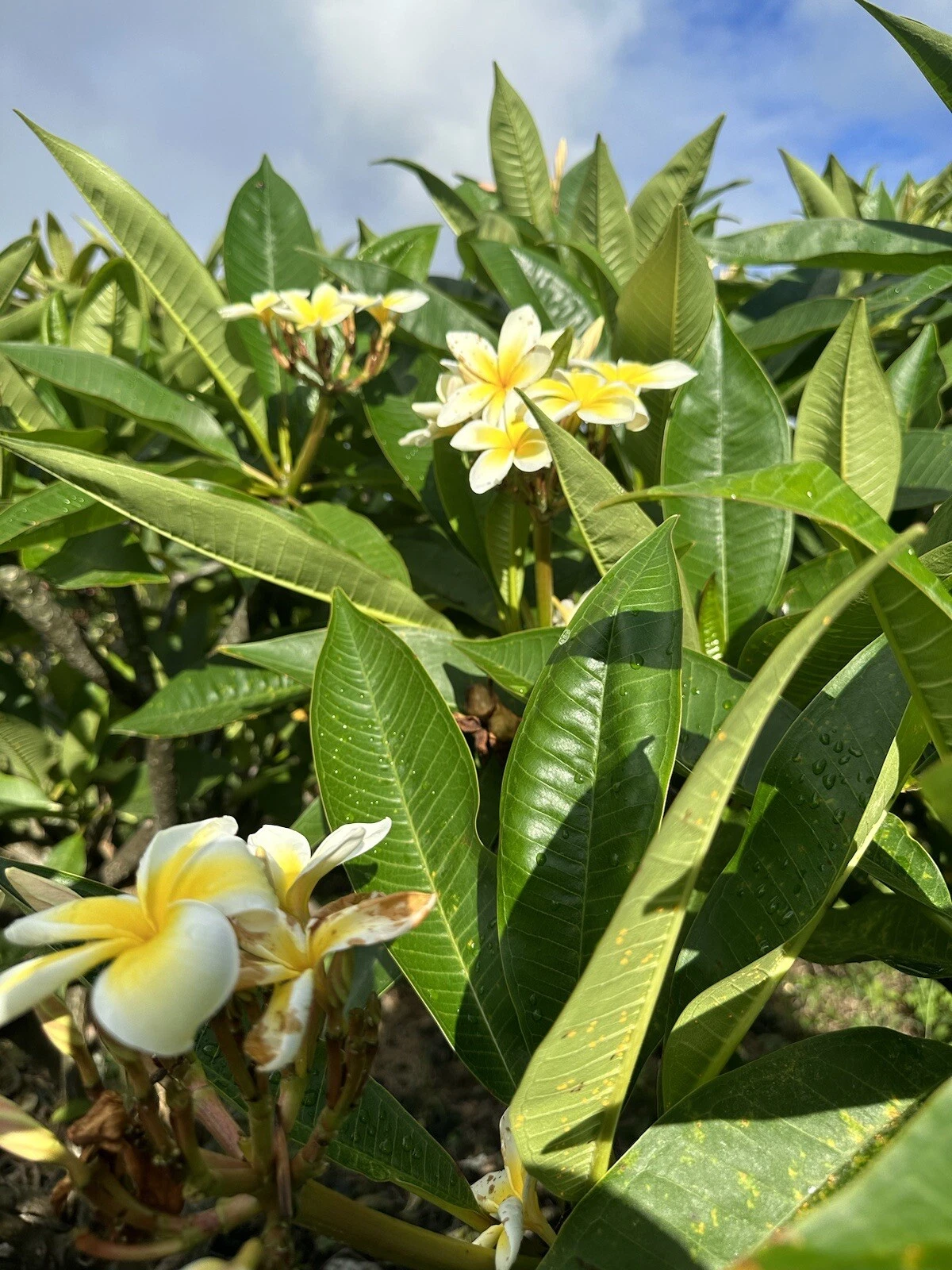 Yellow Plumeria Cuttings – 3 Fresh 10" Unrooted Single-Head Frangipani Stems for Tropical Flowering Trees