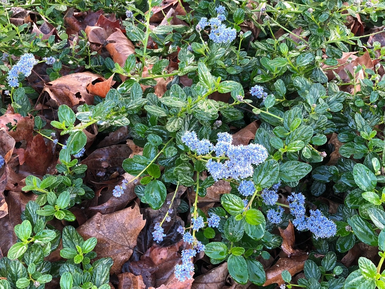 Ceanothus Horizontalis Cuttings – California Lilac – Live Organic Shrub Cuttings for Propagation