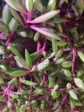 Othonna Capensis Ruby Necklace Cuttings for Planting – 5 Unrooted Hanging Succulent Stems, 3–4 Inch