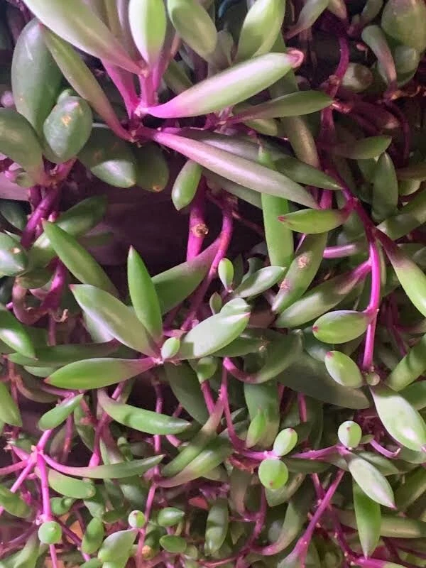 Othonna Capensis Ruby Necklace Cuttings for Planting – 5 Unrooted Hanging Succulent Stems, 3–4 Inch