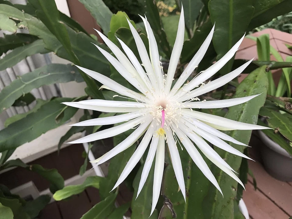 Epiphyllum Orchid Cactus Cuttings – 3 Night Blooming Cereus Hookeri Strictum Stems for Rooting