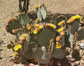 Opuntia rufida Clock Face Cactus Pad – 1 Live Cold Hardy Prickly Pear Segment | Easy Grow