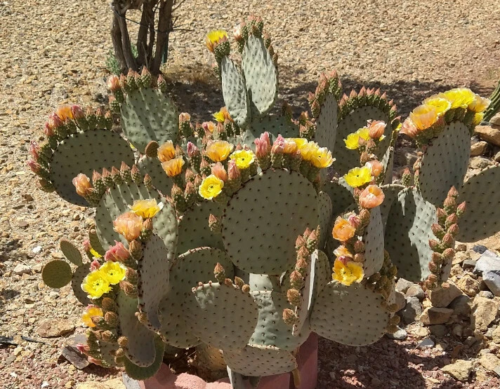 Opuntia rufida Clock Face Cactus Pad – 1 Live Cold Hardy Prickly Pear Segment | Easy Grow