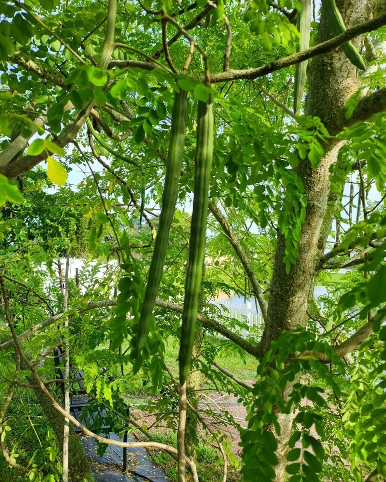 Moringa oleifera Cuttings – 5 Organic Fresh Stems from Florida – Live Moringa Tree Starter Cuttings for Planting