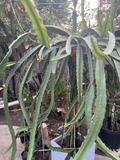 Palora Dragon Fruit Cuttings – 4 Fresh Yellow Variety Stems, 7–9" Long, Easy Rooting Starter Pack