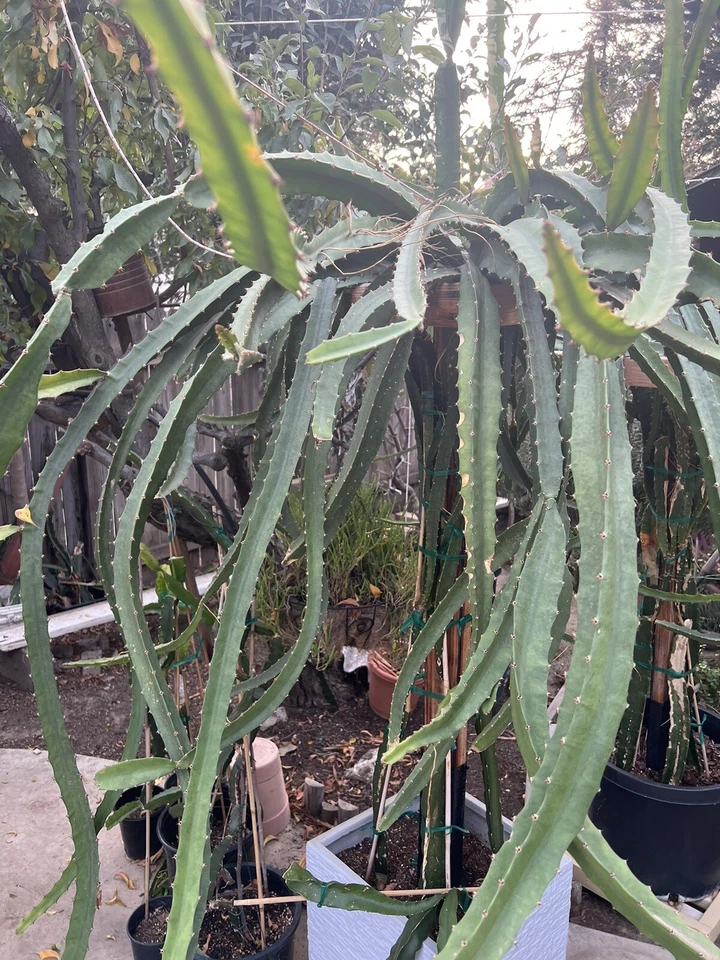 Palora Dragon Fruit Cuttings – 4 Fresh Yellow Variety Stems, 7–9" Long, Easy Rooting Starter Pack