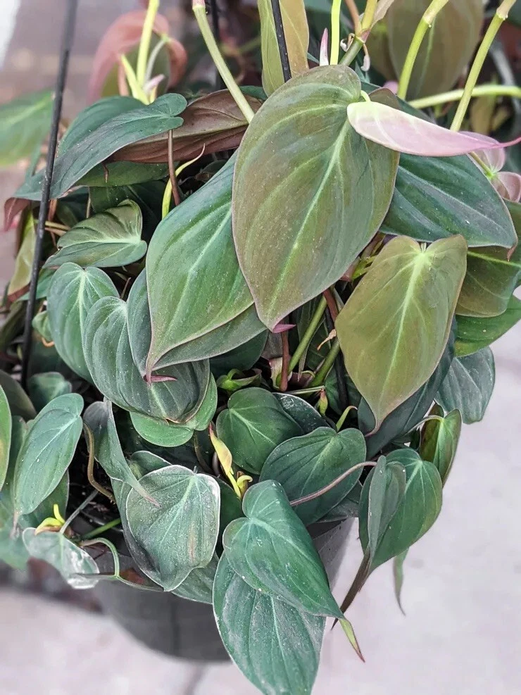 Philodendron Micans Cuttings – 3 Unrooted Velvet Heartleaf Stems, Rare Trailing Houseplant with Deep Violet-Green Leaves
