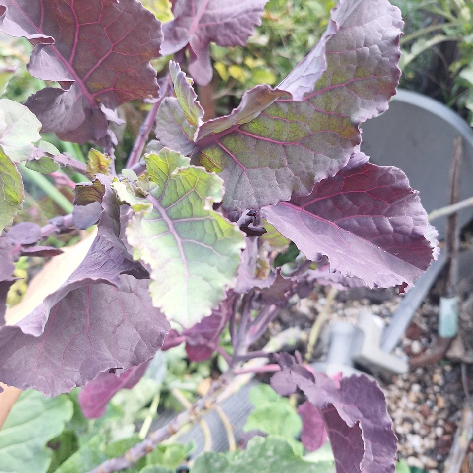 Perennial Purple Tree Kale Cuttings – 2 Brassica oleracea acephala Live Stems for Planting or Propagation