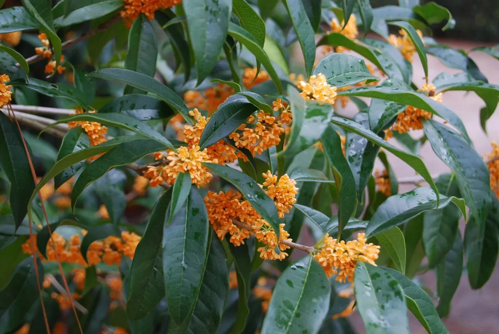 Apricot Echo Sweet Olive – Osmanthus fragrans Rooted Starter Plant, Fragrant Tea Olive Shrub, Evergreen Garden Plant