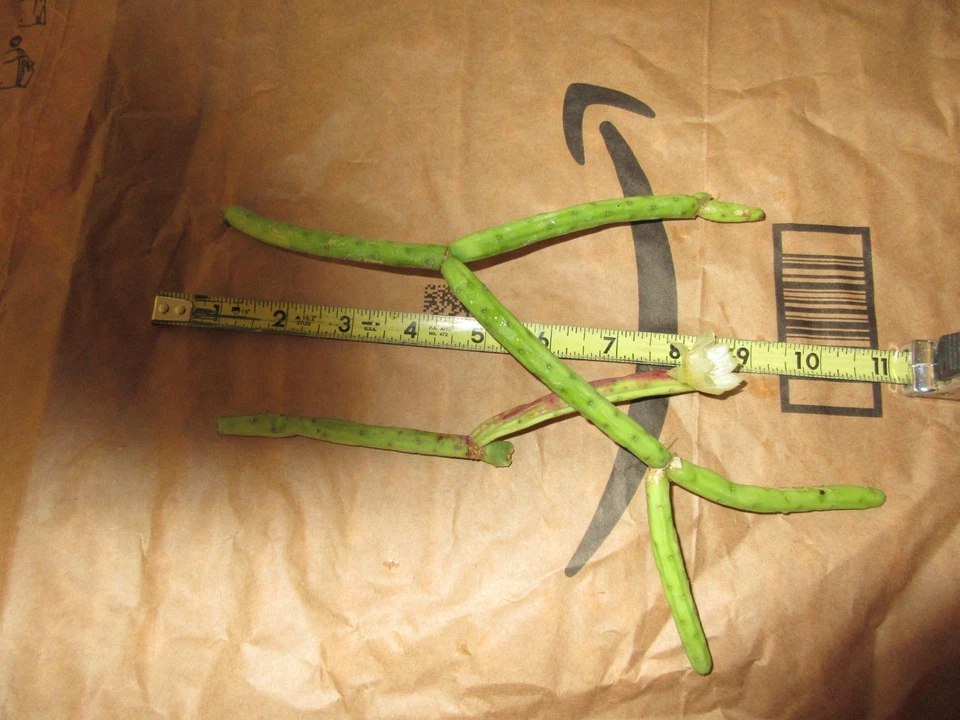 Rhipsalis neves-armondii f. megalantha Cuttings – 2 Unrooted Epiphytic Cactus Live Plant Segments