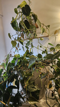 Pothos Plant Cuttings – Live Epipremnum aureum Cuttings, Green Trailing Houseplant for Indoor Growing
