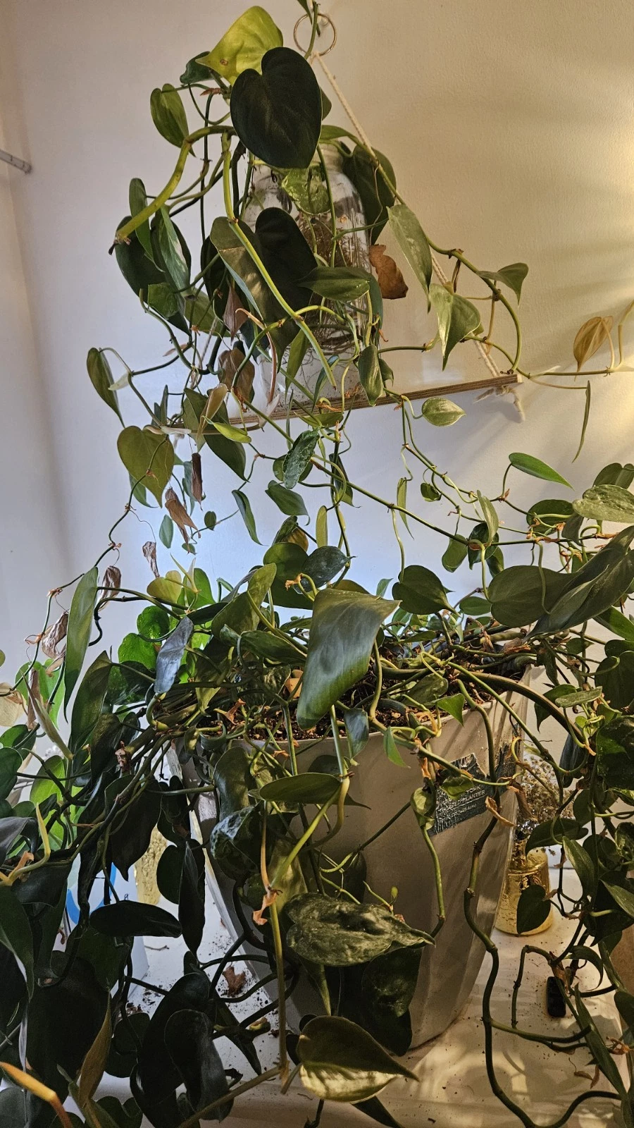 Pothos Plant Cuttings – Live Epipremnum aureum Cuttings, Green Trailing Houseplant for Indoor Growing