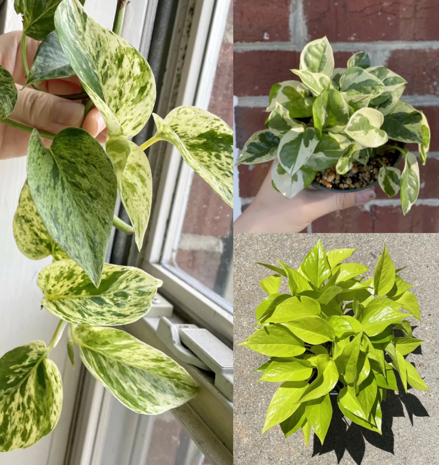 Pothos Cuttings Set – 6 Indoor Vine Starts: 2 Marble Queen, 2 Neon/Lemon, 2 N’Joy Variegated Mix for Easy Propagation