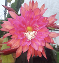 Epiphyllum ‘Slightly Sassy’ Orchid Cactus Cutting – Unrooted Succulent, Large Flower Cultivar