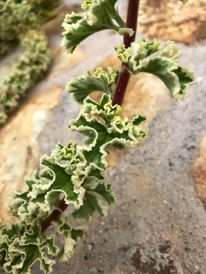 Variegated Compact Pelargonium Geranium Cuttings – 3 Fresh Live Cuttings 6 Inches Long for Propagation