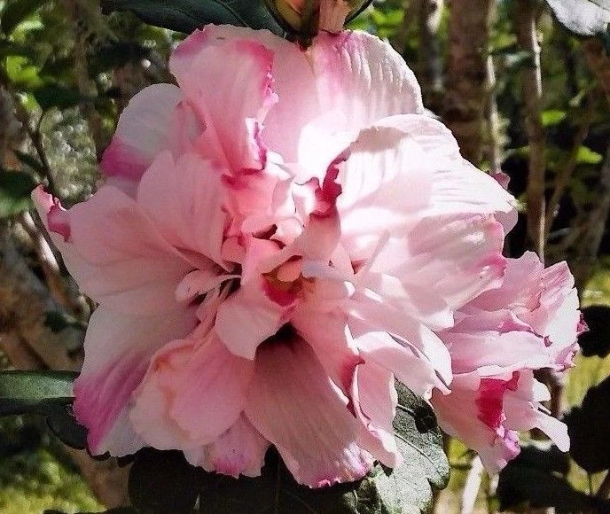 Double Rose of Sharon Live Plant – Pink Hibiscus Althea Starter, 6–12 Inch Flowering Shrub for Garden