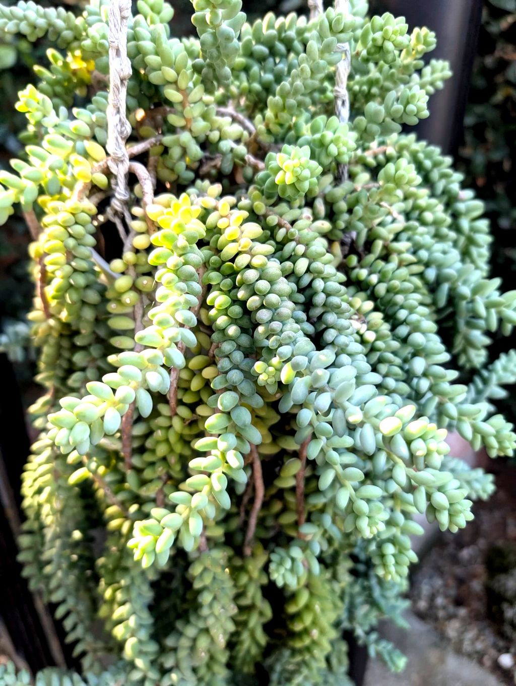 Donkey’s Tail Succulent Cuttings for Planting – 8 Unrooted Sedum morganianum Stems 3–4 Inches