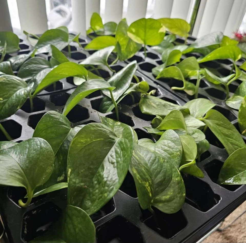 Golden Pothos Cuttings – 3 Live Clippings Ready to Root in Soil – Easy Indoor Houseplant Starter