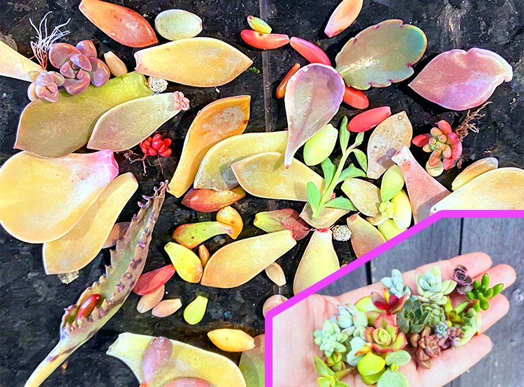 Succulent Leaf Cuttings for Propagation – 300+ Mixed Leaves with Starts, Florettes and Rosettes