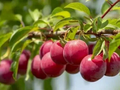 Plum Tree Cuttings – 13 Unrooted Pieces – Prunus Fruit Tree Starter for Propagation
