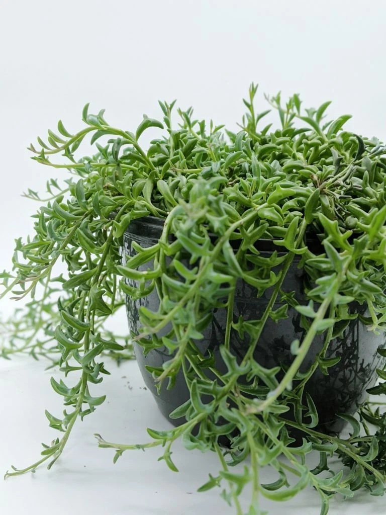 String of Dolphins Cuttings – 3 Unrooted 4in Senecio Peregrinus Stems for Rooting, Unique Dolphin-Leaf Succulent