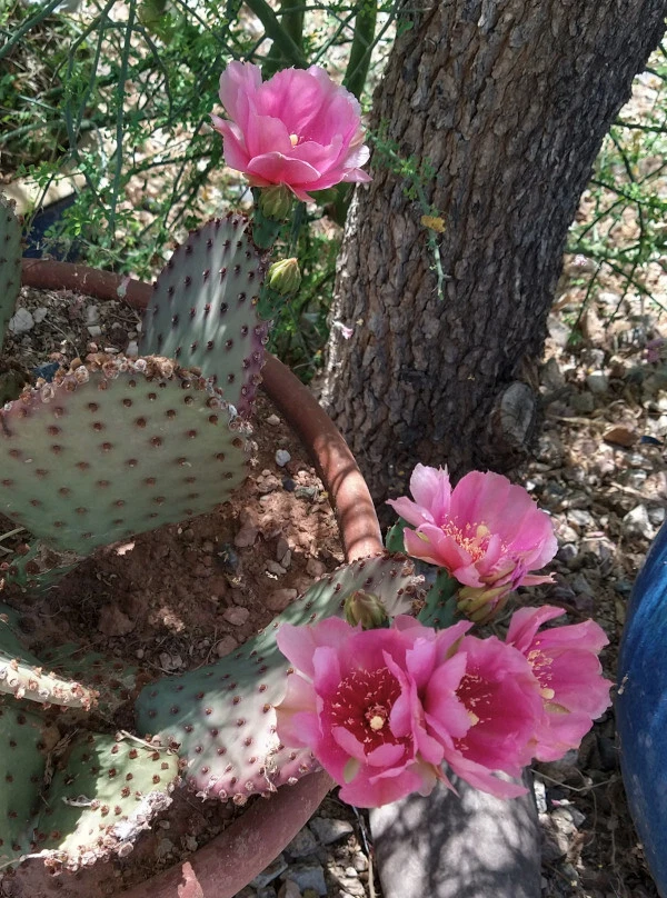 Beaverita Cactus Pad Cutting – Opuntia basilaris × Santa Rita Hybrid, 1 Unrooted Prickly Pear Pad