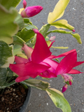 Variegated Christmas Cactus Cuttings – 3 Live Schlumbergera Hybrid Cuttings, Holiday Succulent Houseplant