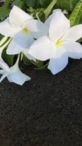 Plumeria pudica Fiddle Leaf – 5 Live Cuttings, Hawaiian White Plumeria, Fast-Growing Tropical Frangipani for Indoor or Outdoor Garden
