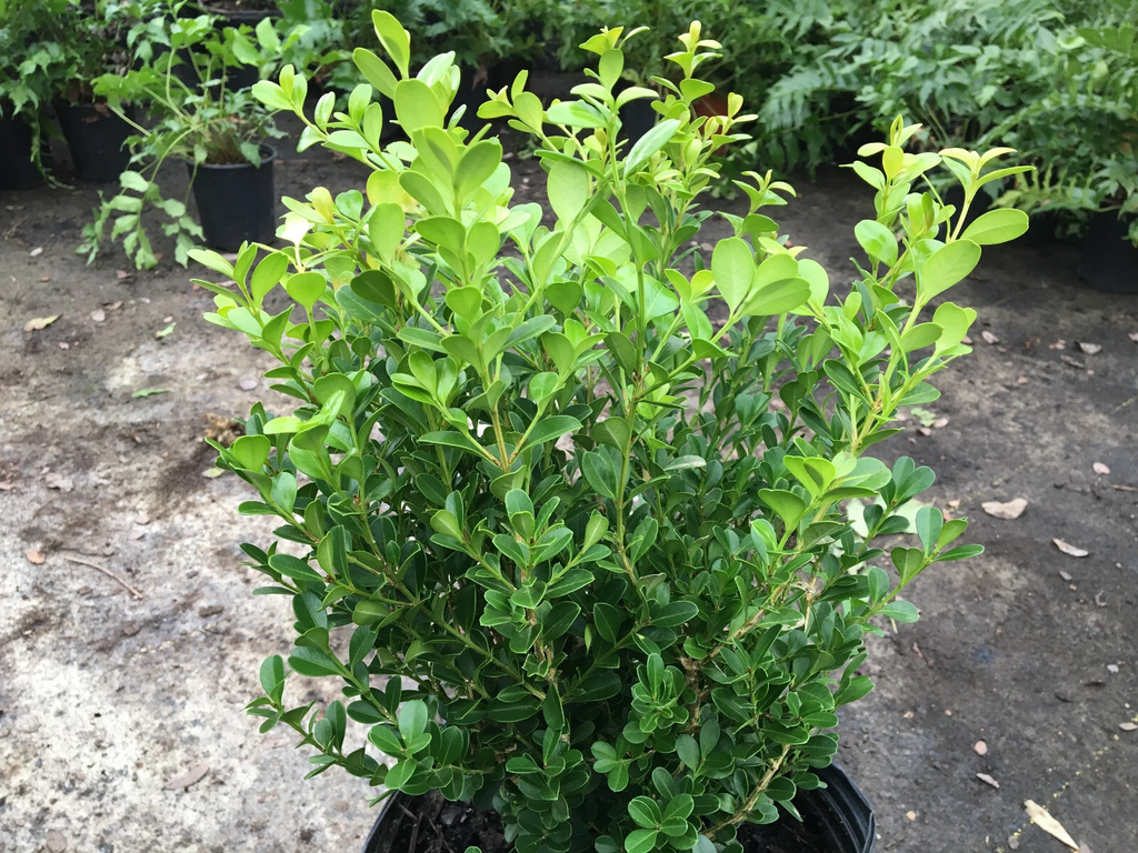 Japanese Boxwood Cuttings – Set of 12 Unrooted Cuttings, Buxus microphylla Hedge Shrub for Garden Propagation