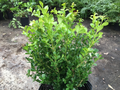 Japanese Boxwood Cuttings – Set of 12 Unrooted Cuttings, Buxus microphylla Hedge Shrub for Garden Propagation
