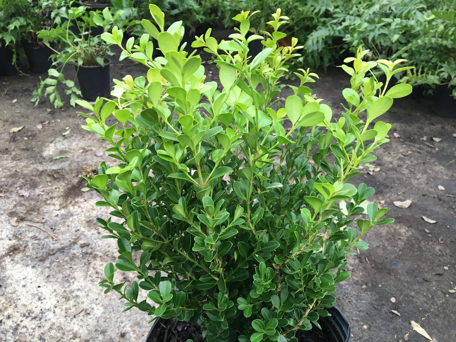 Japanese Boxwood Cuttings – Set of 12 Unrooted Cuttings, Buxus microphylla Hedge Shrub for Garden Propagation
