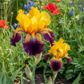 Bearded Iris Seeds for Planting – Golden Yellow & Purple Ruffled Blooms, 45 Ornamental Flower Seeds