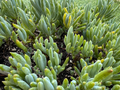 Blue Chalkstick Succulent – Live Curio repens Plant in 4" Pot, Blue-Green Drought-Tolerant Succulent for Indoor or Outdoor Gardens