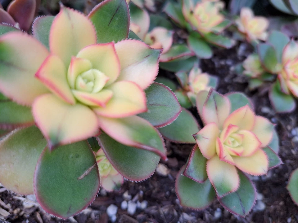 Aeonium Kiwi Variegated Succulent Cutting – 2 Inch Tricolor Rosette, Bare Root Succulent for Planting
