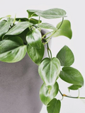 Philodendron Cordatum Heart Leaf – 4 Rooting Cuttings 6–8 Inch – Easy Indoor Vine Starter Plants