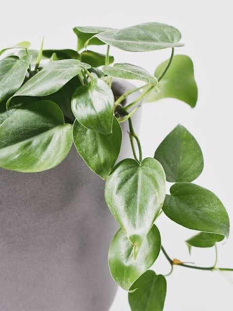 Philodendron Cordatum Heart Leaf – 4 Rooting Cuttings 6–8 Inch – Easy Indoor Vine Starter Plants