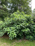 Kadota Fig Tree Cutting for Planting – 1 Fresh Unrooted Ficus Carica Stem, Cold Hardy Variety