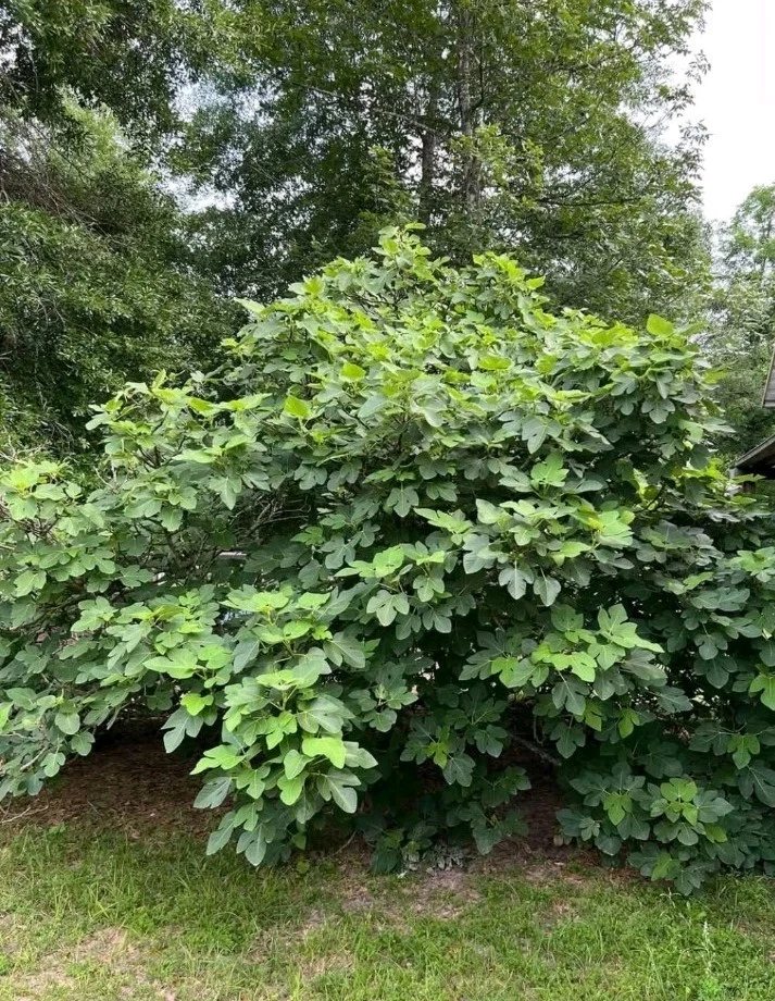 Kadota Fig Tree Cutting for Planting – 1 Fresh Unrooted Ficus Carica Stem, Cold Hardy Variety