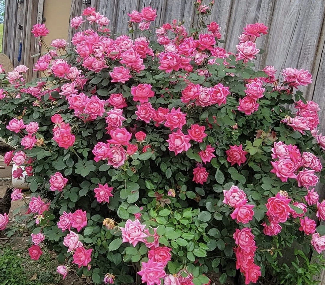 Double Knock Out Rose Cuttings for Planting – 5 Fresh Pink Rose Cuttings, Rosa Shrub Starts (Unrooted)