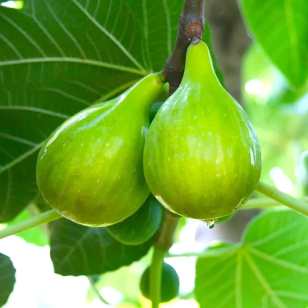 Lattarula Italian Honey Fig – 2 Fresh Cuttings for Planting + Willow Water Included – Live Fig Tree Starter Stems