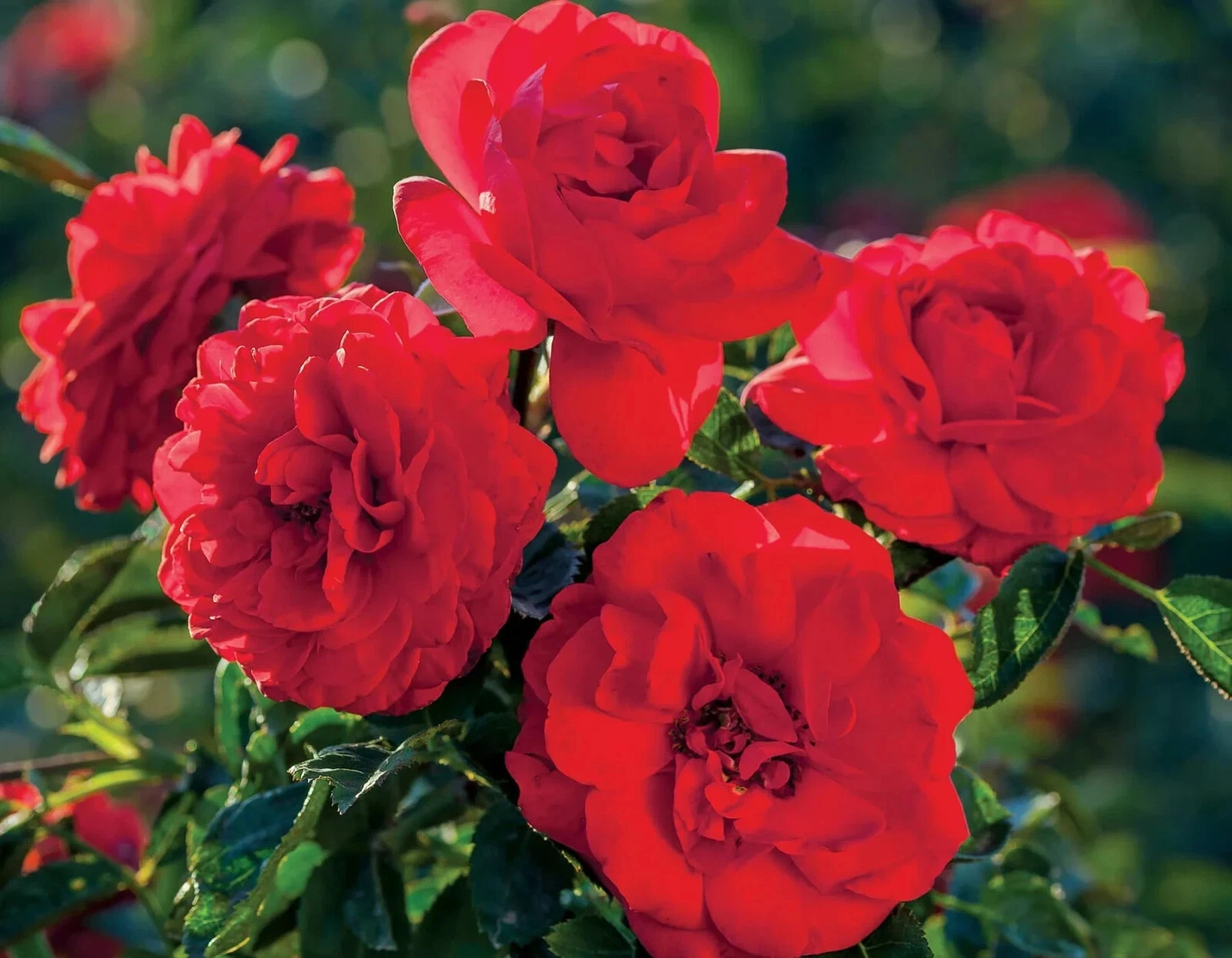 Canyon Road Floribunda Rose Cuttings for Planting – 6 Fresh Stems, Bright Brick Red Blooms