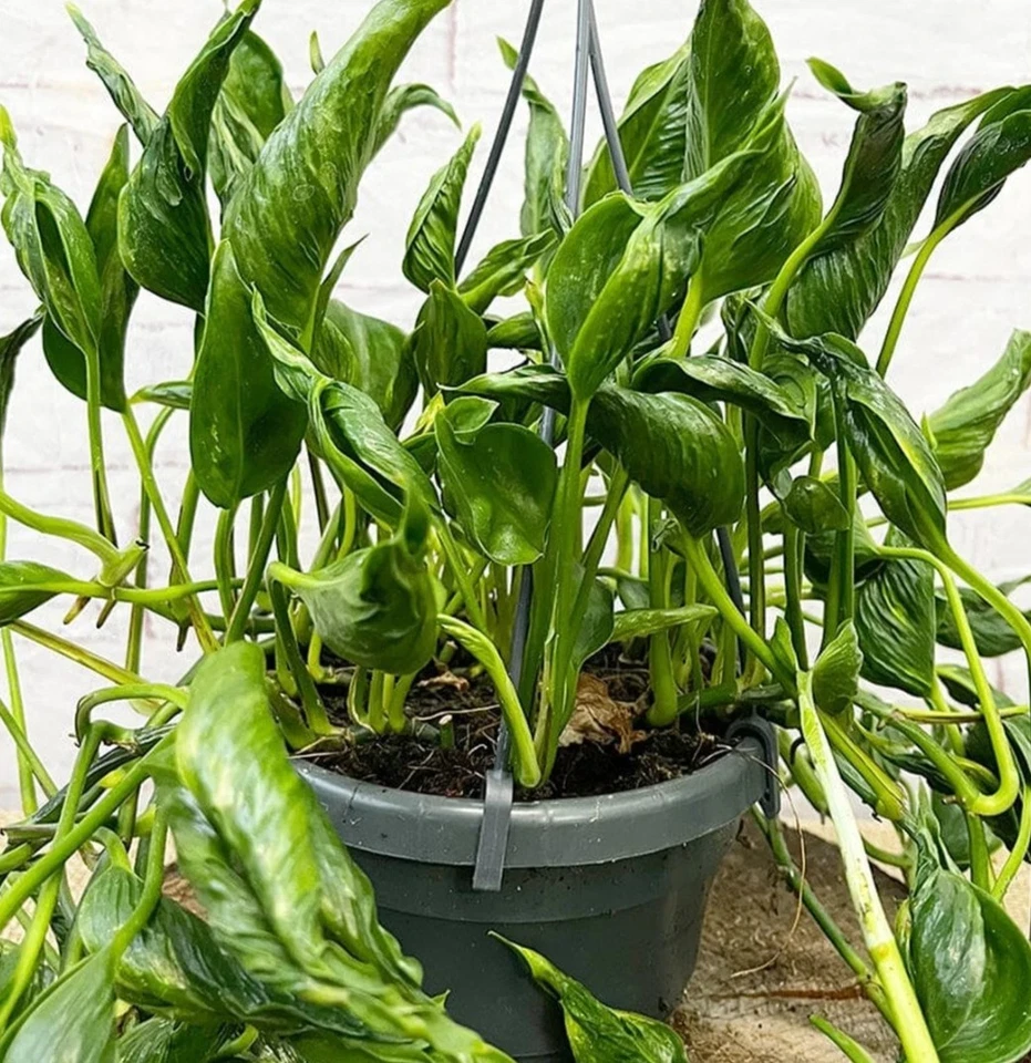 Shangri La Pothos Cuttings – 3 Fresh Epipremnum aureum Cuttings, No Roots, Curled Leaf Houseplant for Propagation