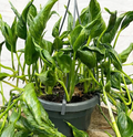 Shangri La Pothos Cuttings – 3 Fresh Epipremnum aureum Cuttings, No Roots, Curled Leaf Houseplant for Propagation
